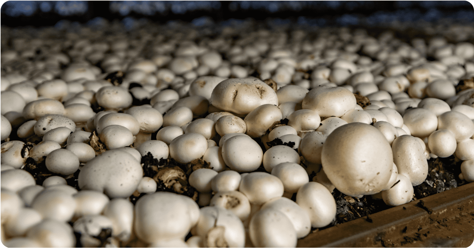 How To Start A Mushroom Farm StartUp 101