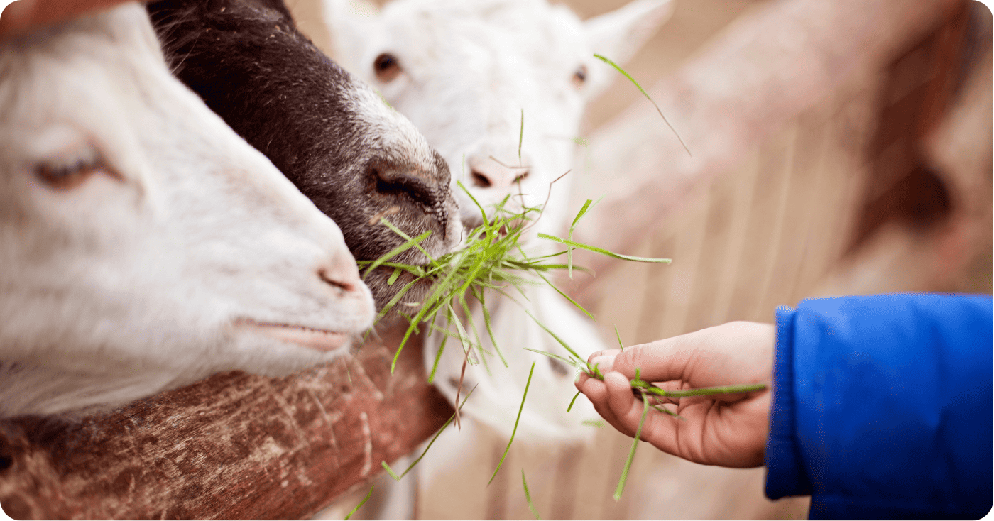 How To Start A Petting Zoo StartUp 101